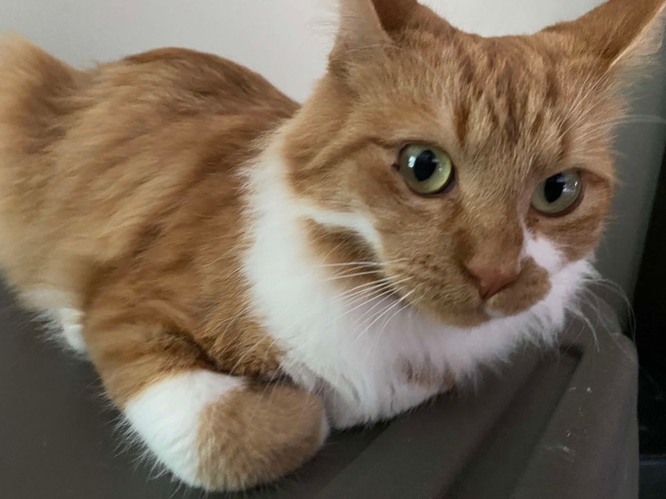Cat for adoption Pumpkin, a Domestic Medium Hair in Brantford, ON