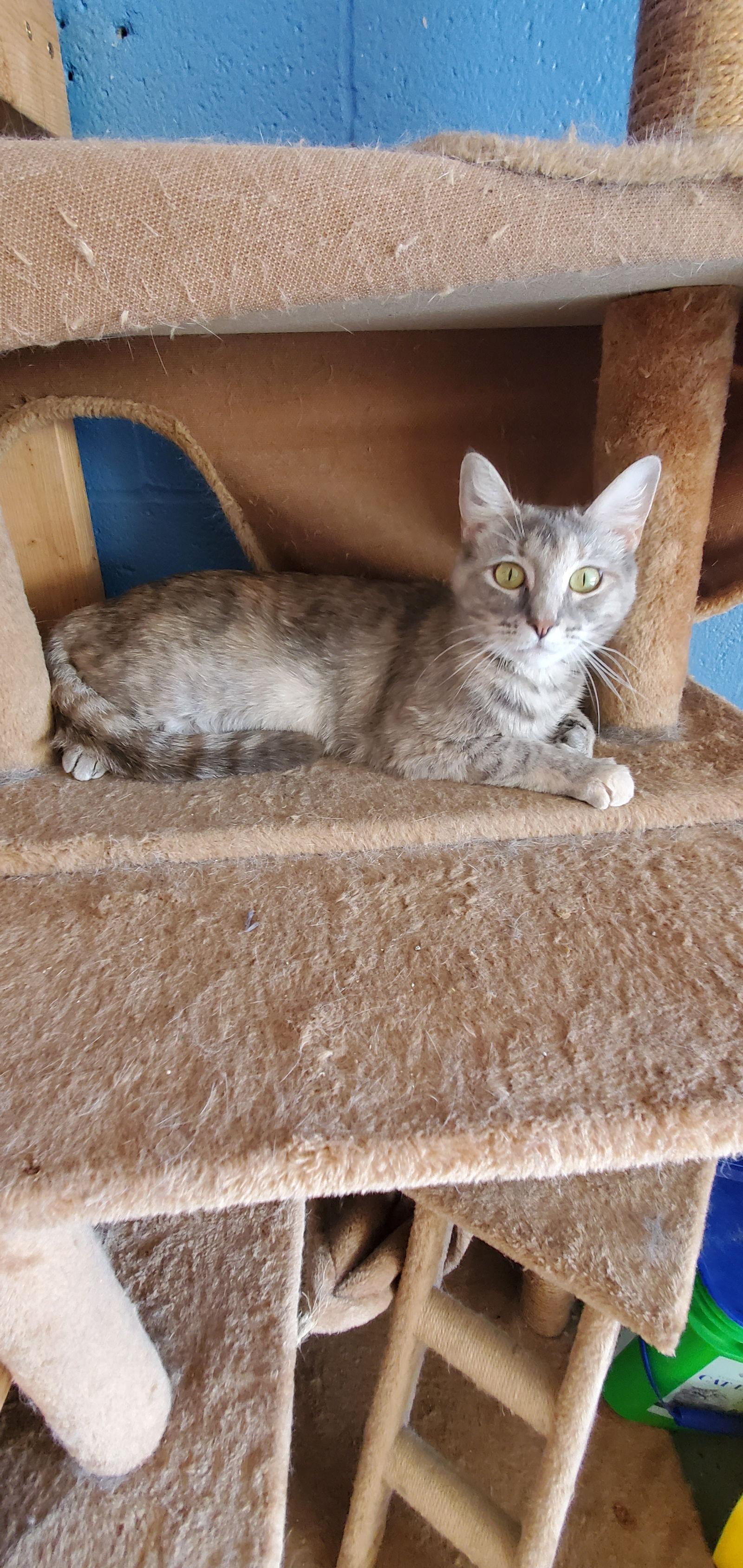 Enlarge Hazel, a Adoptable Dilute Tortoiseshell in Boston, KY image 1/3