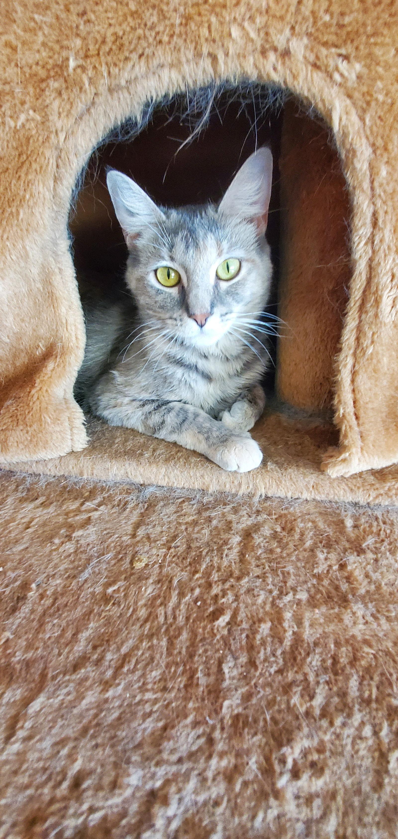 Enlarge Hazel, a Adoptable Dilute Tortoiseshell in Boston, KY image 2/3