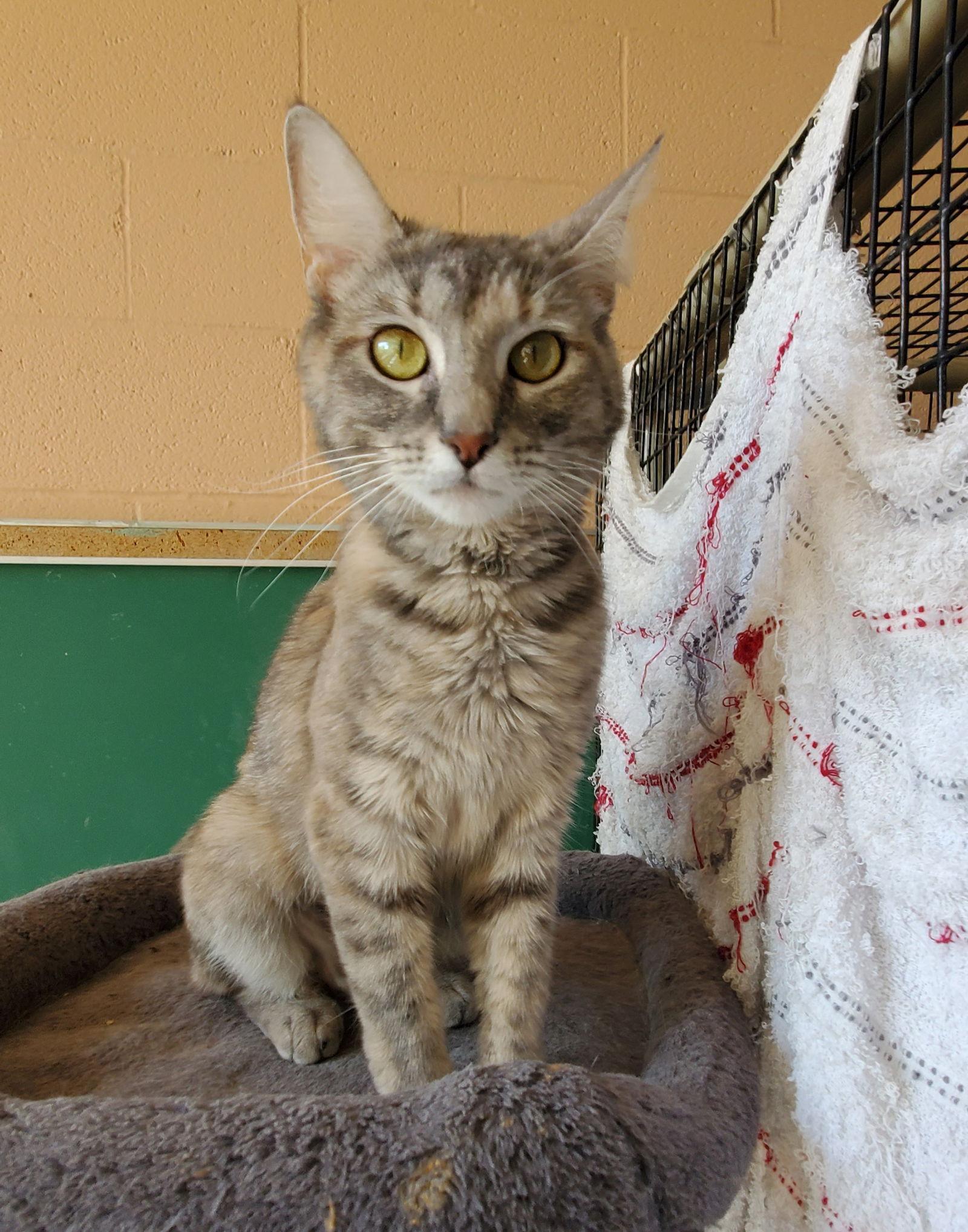 Enlarge Hazel, a Adoptable Dilute Tortoiseshell in Boston, KY image 3/3
