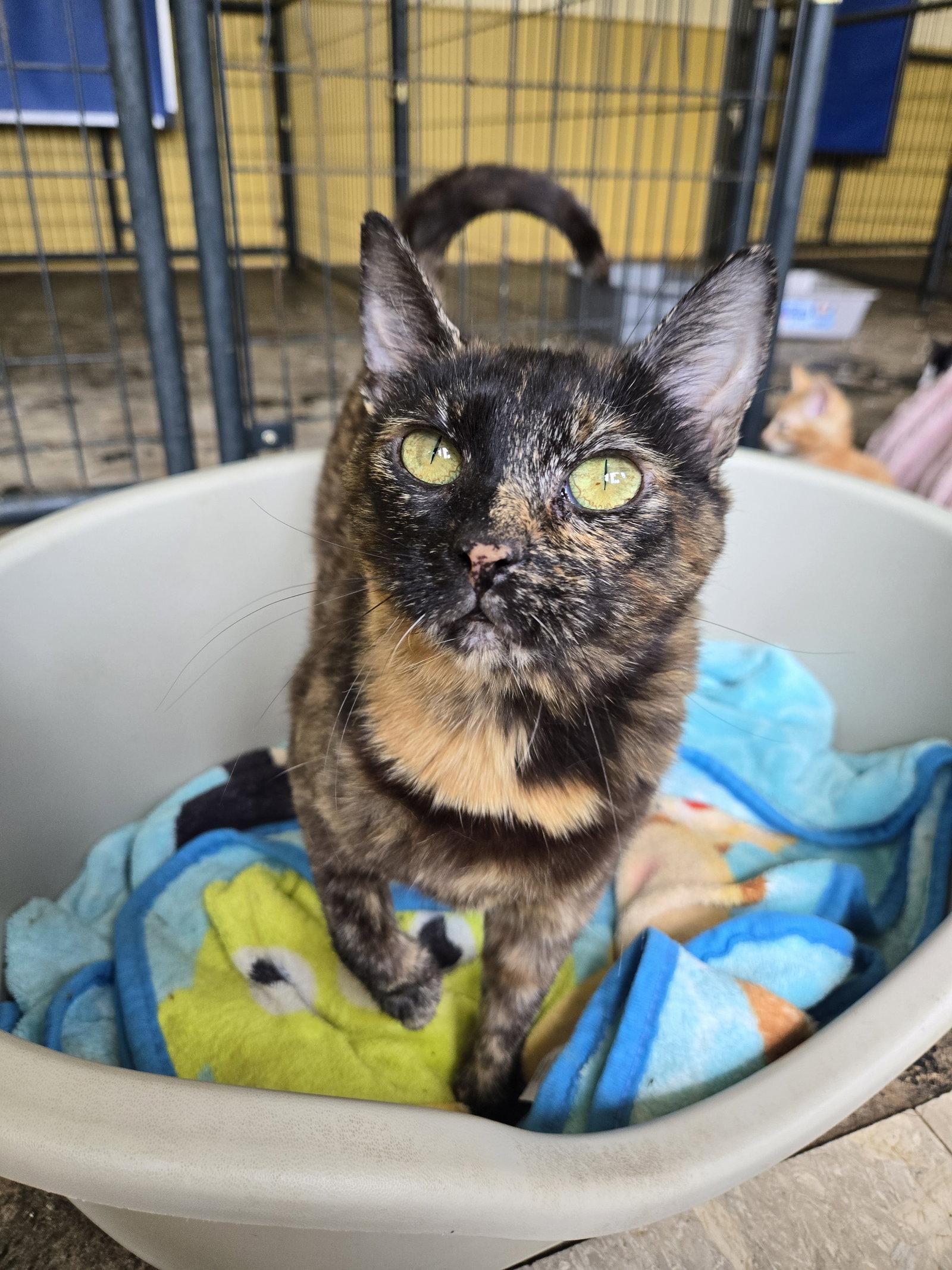 Nebula, a Adoptable Tortoiseshell in Boston, KY image 1/2