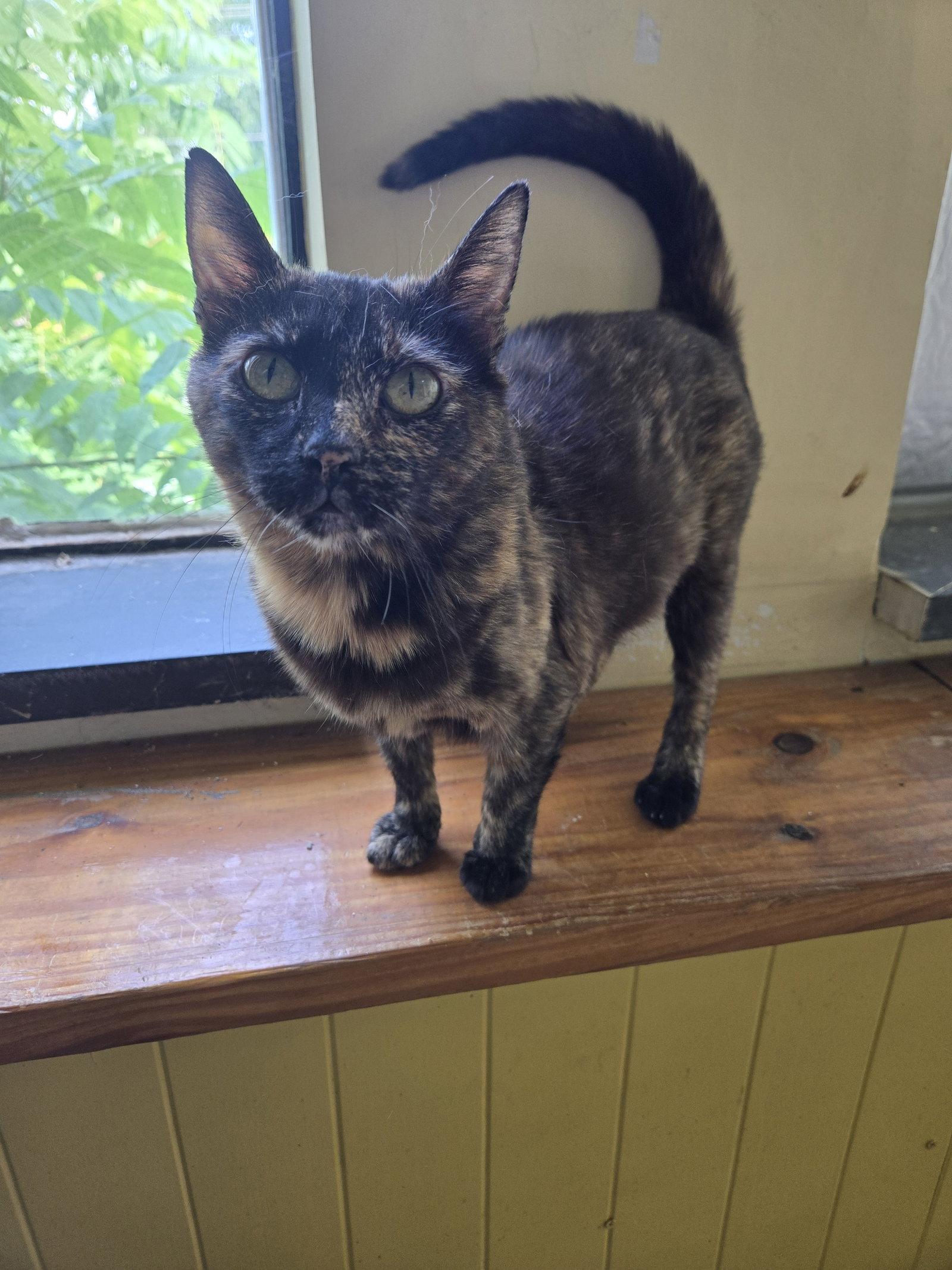 Nebula, a Adoptable Tortoiseshell in Boston, KY image 2/2