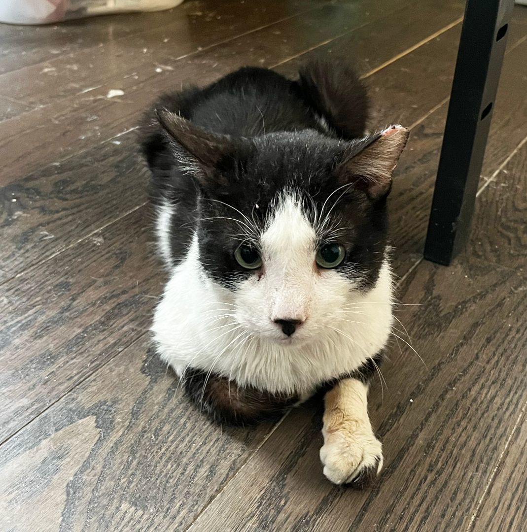 Moose Edgewood, a Adoptable Domestic Short Hair in Philadelphia, PA image 3/6