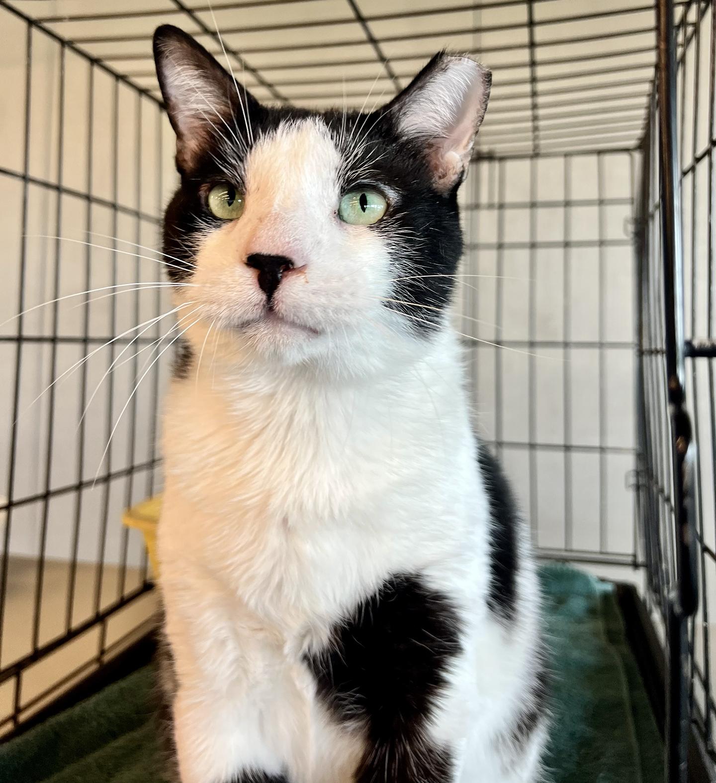 Moose Edgewood, a Adoptable Domestic Short Hair in Philadelphia, PA image 1/6