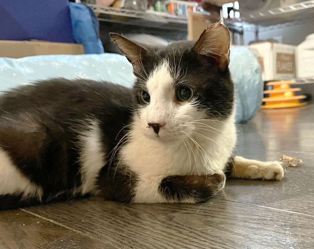 Moose Edgewood, a Adoptable Domestic Short Hair in Philadelphia, PA image 4/6