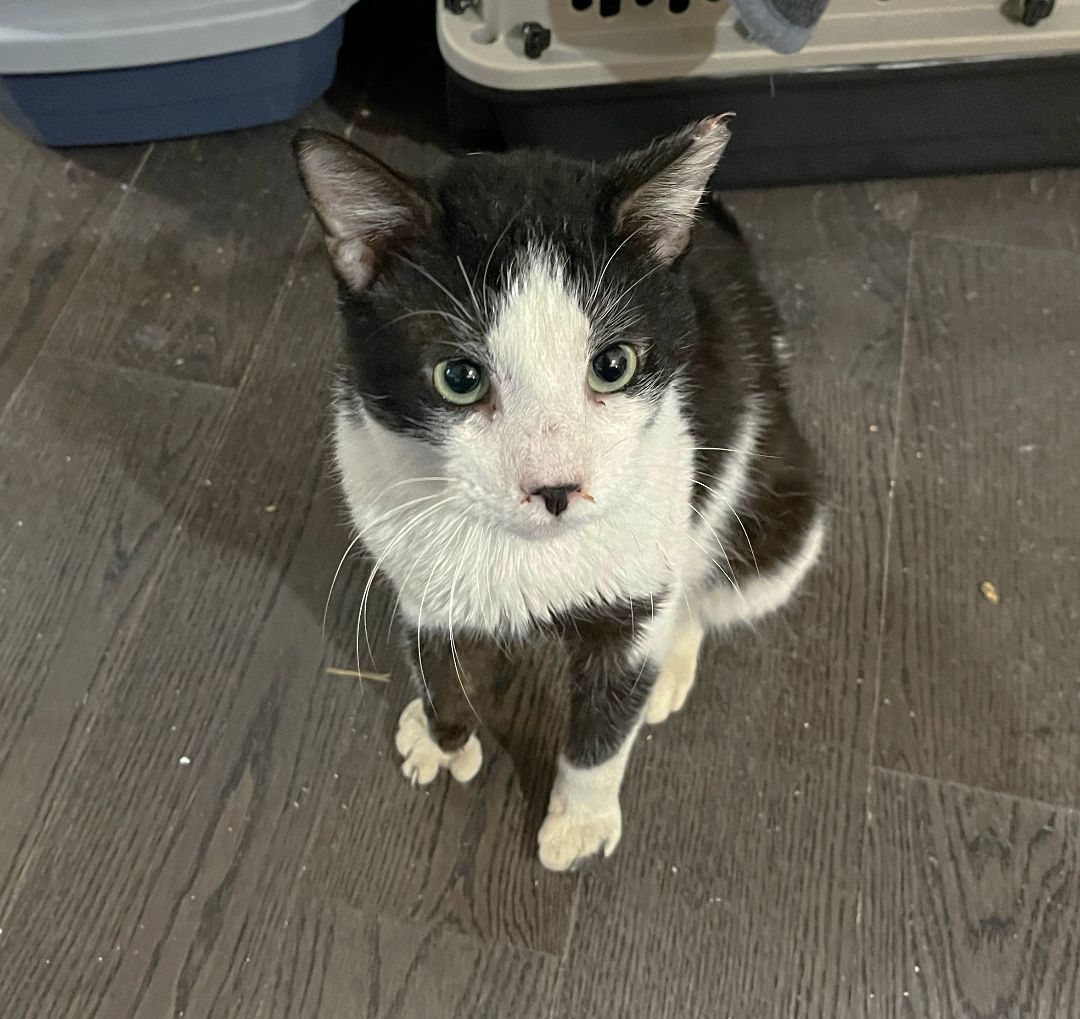 Moose Edgewood, a Adoptable Domestic Short Hair in Philadelphia, PA image 5/6