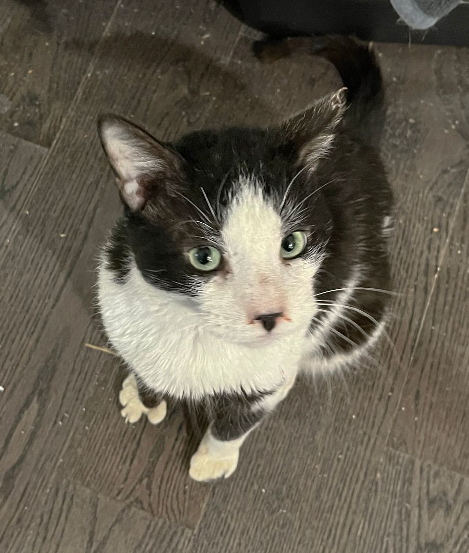 Moose Edgewood, a Adoptable Domestic Short Hair in Philadelphia, PA image 6/6