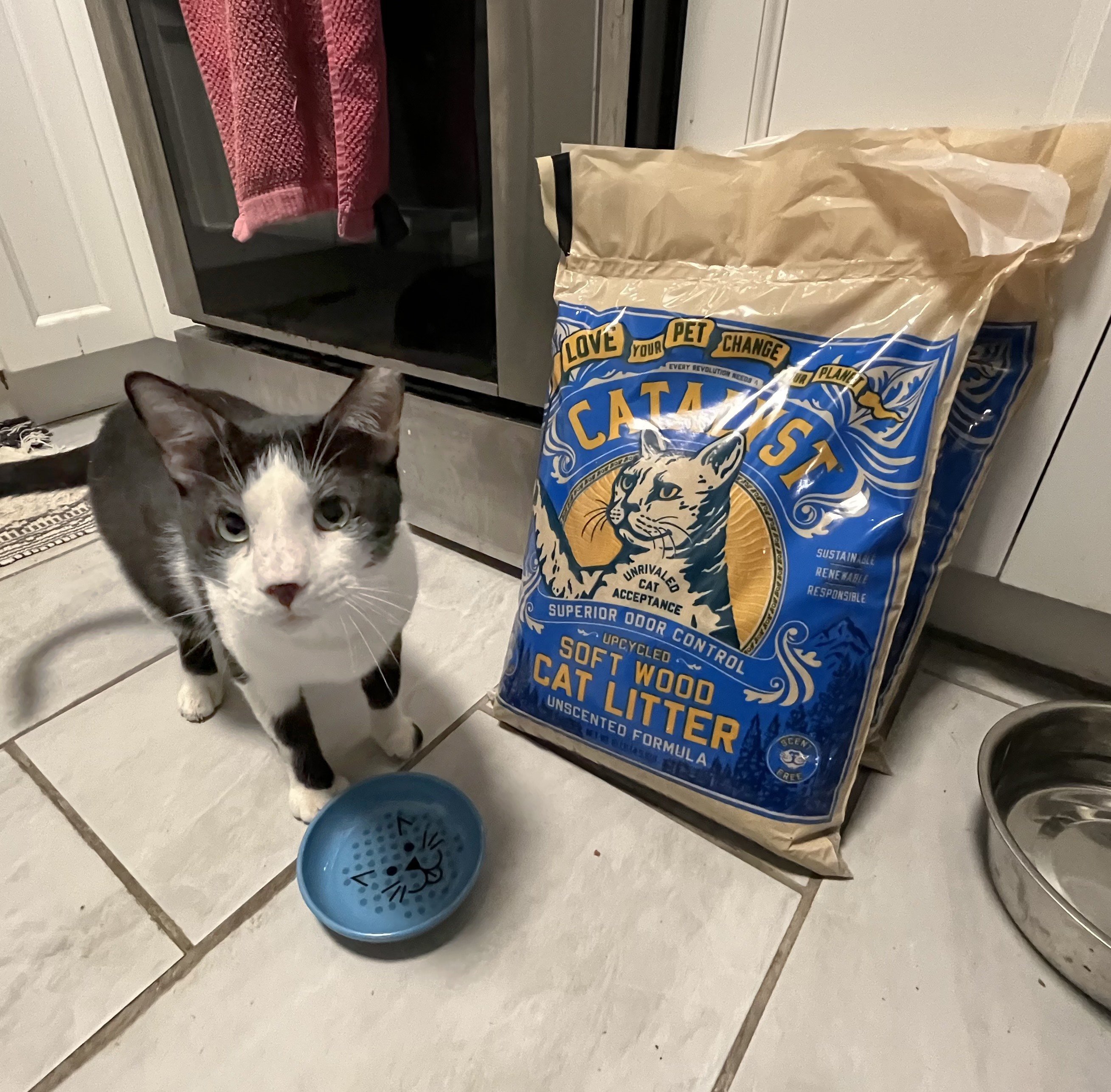 Moose Edgewood, a Adoptable Domestic Short Hair in Philadelphia, PA image 2/6