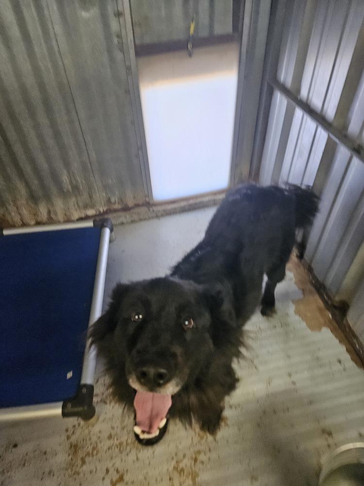 Enlarge Smokey Bear, a Adoptable mixed breed in San Antonio, TX image 1/2
