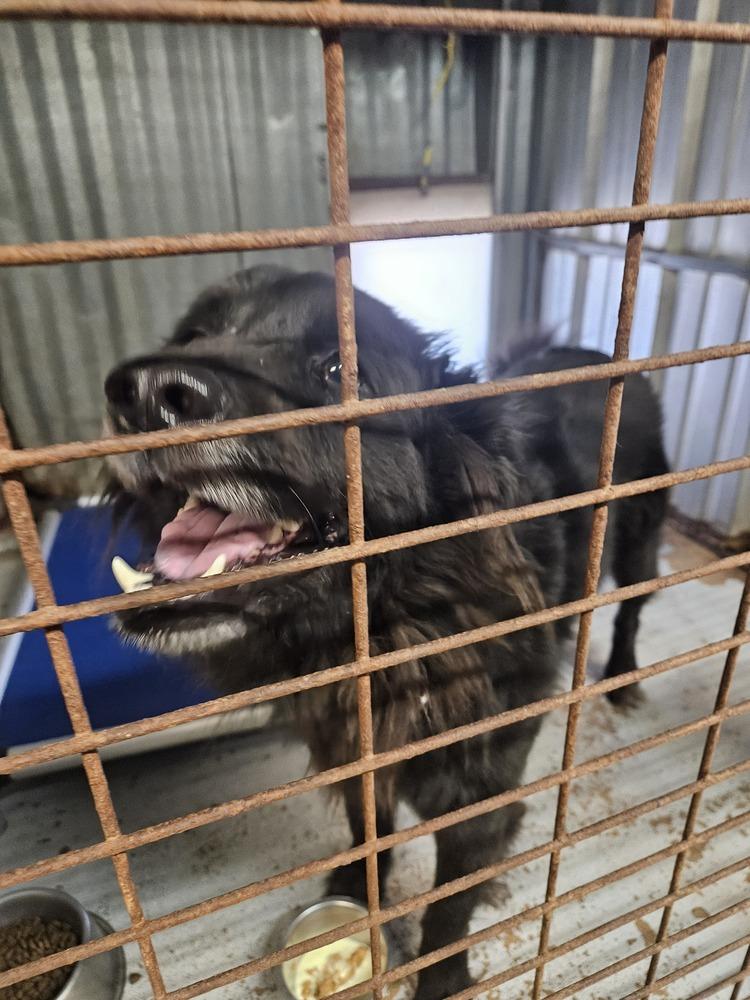 Enlarge Smokey Bear, a Adoptable mixed breed in San Antonio, TX image 2/2