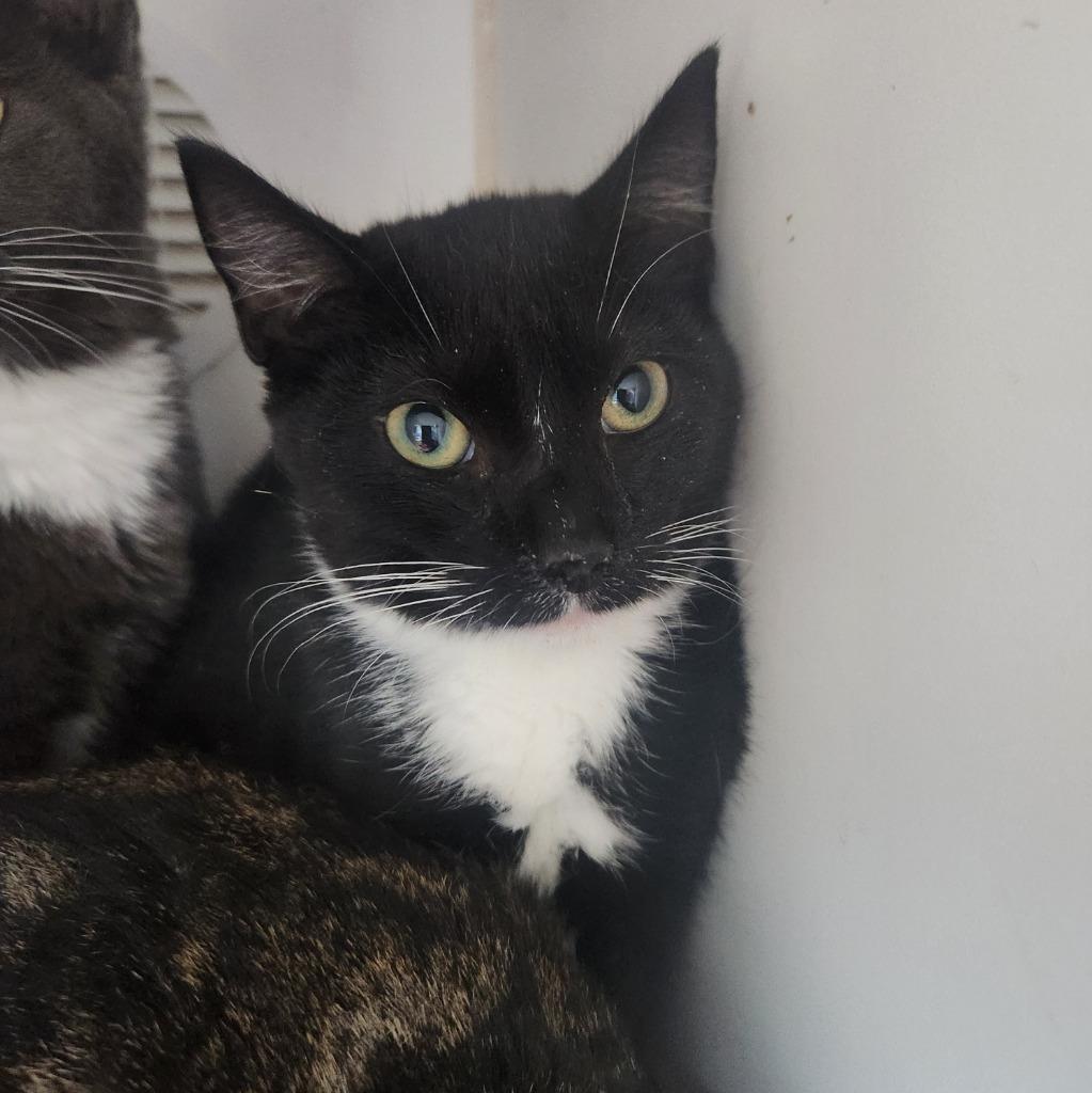 Enlarge Clover, a Adoptable mixed breed in Walnutport, PA image 1/1