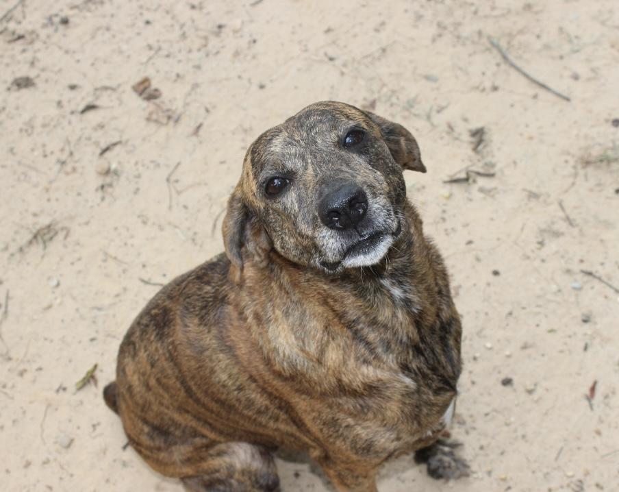 Enlarge Liberty (Libby), a Adoptable mixed breed in Ransomville, NY image 1/6