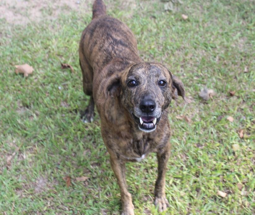 Enlarge Liberty (Libby), a Adoptable mixed breed in Ransomville, NY image 2/6
