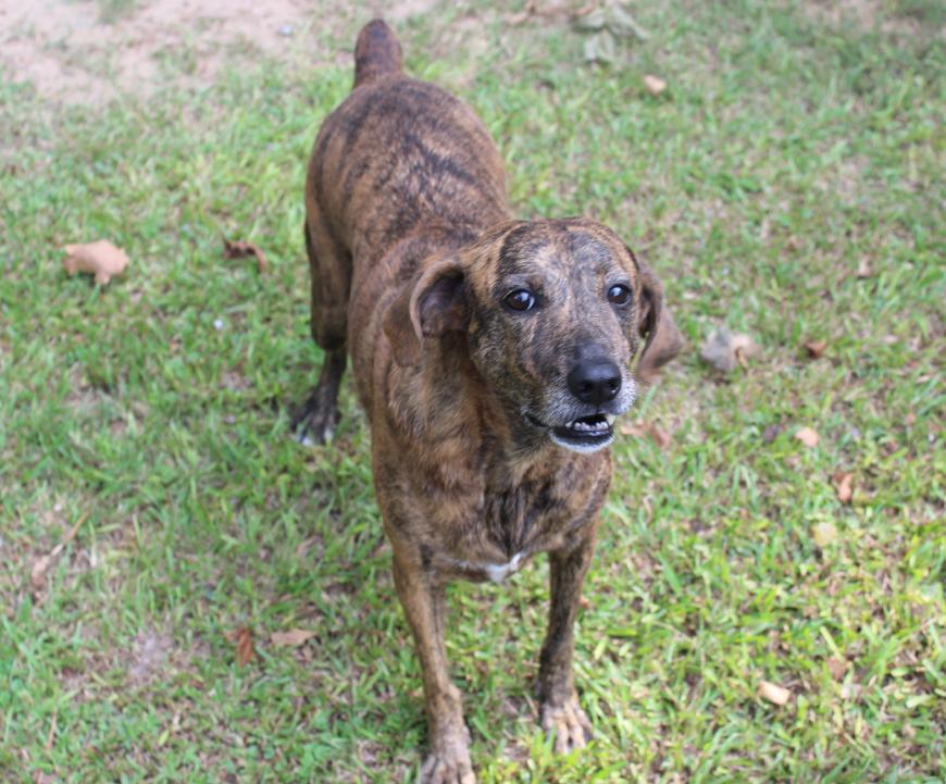 Enlarge Liberty (Libby), a Adoptable mixed breed in Ransomville, NY image 4/6