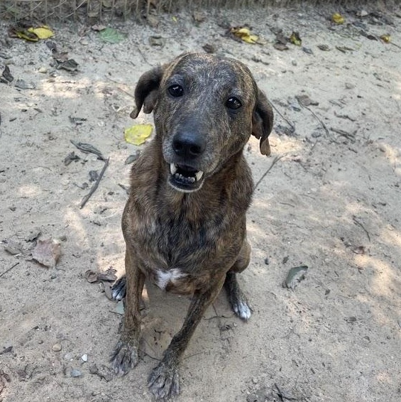 Enlarge Liberty (Libby), a Adoptable mixed breed in Ransomville, NY image 5/6