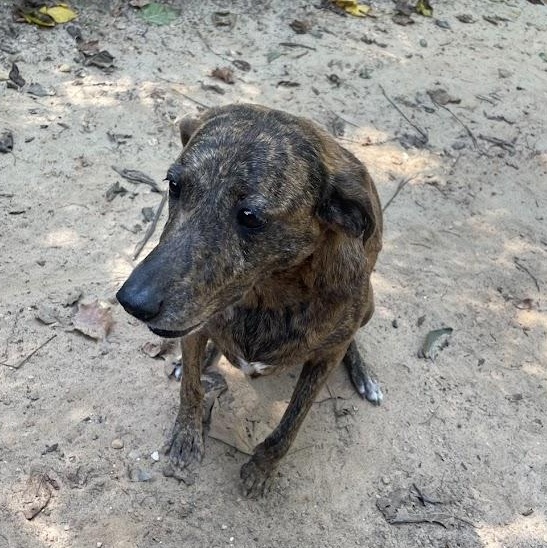 Enlarge Liberty (Libby), a Adoptable mixed breed in Ransomville, NY image 6/6