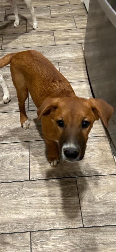 Enlarge Bodie, a Adopted mixed breed in CONROE, TX image 1/3