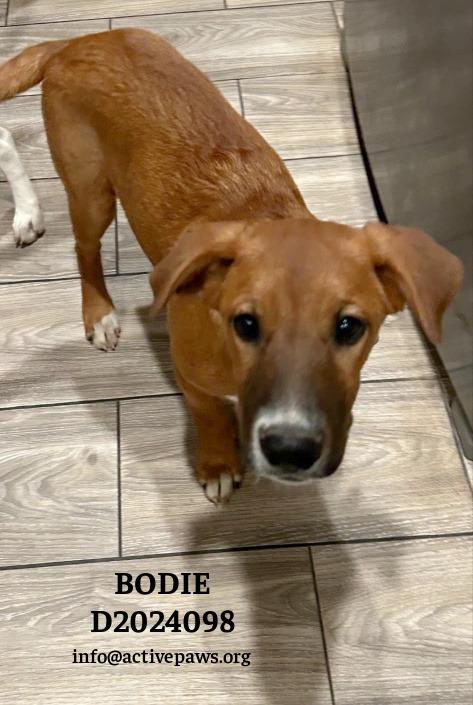 Enlarge Bodie, a Adopted mixed breed in CONROE, TX image 2/3