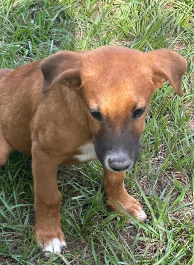Enlarge Bodie, a Adopted mixed breed in CONROE, TX image 3/3