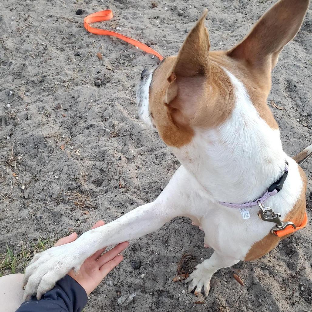 Strawberry, Adoptable, Young Female Mixed Breed.
