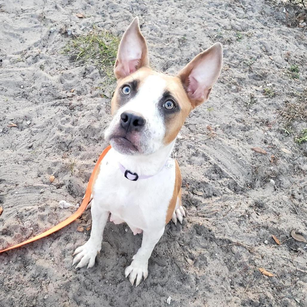 Enlarge Strawberry, a Adoptable Mixed Breed in Jacksonville, FL image 2/3