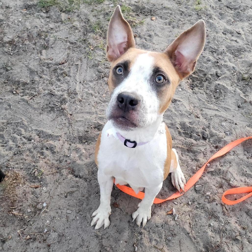 Enlarge Strawberry, a Adoptable Mixed Breed in Jacksonville, FL image 3/3