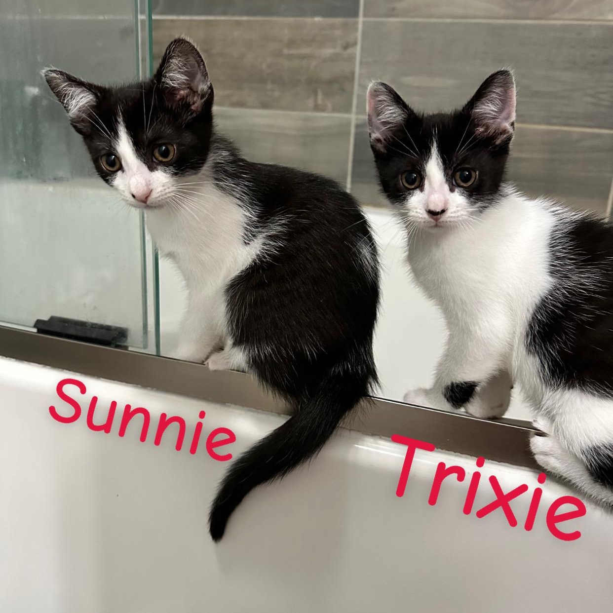 Hannah’s foster kittens