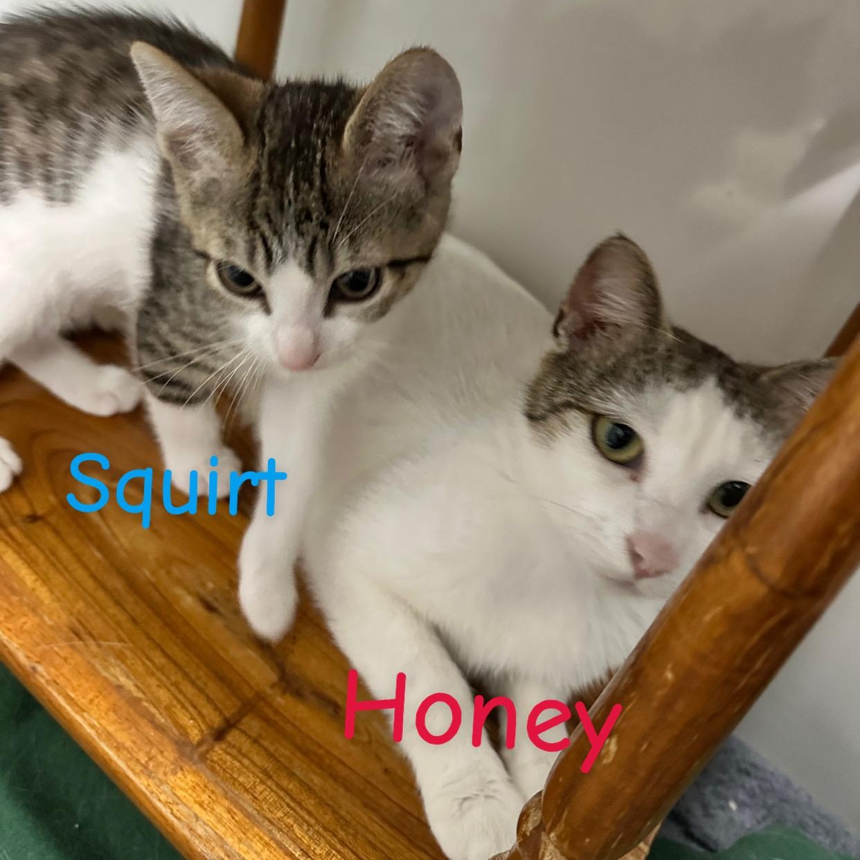 Hannah’s foster kittens