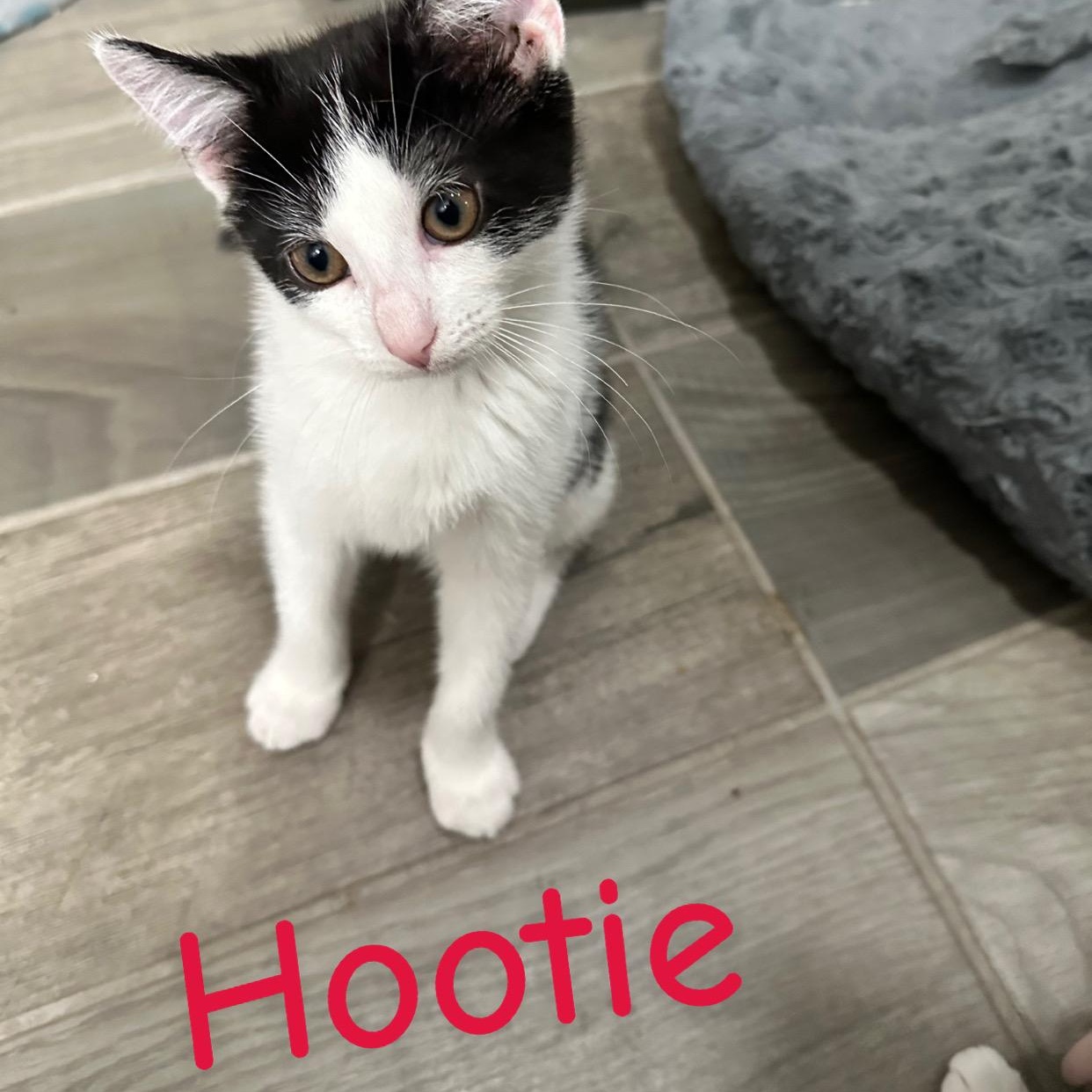 Hannah’s foster kittens