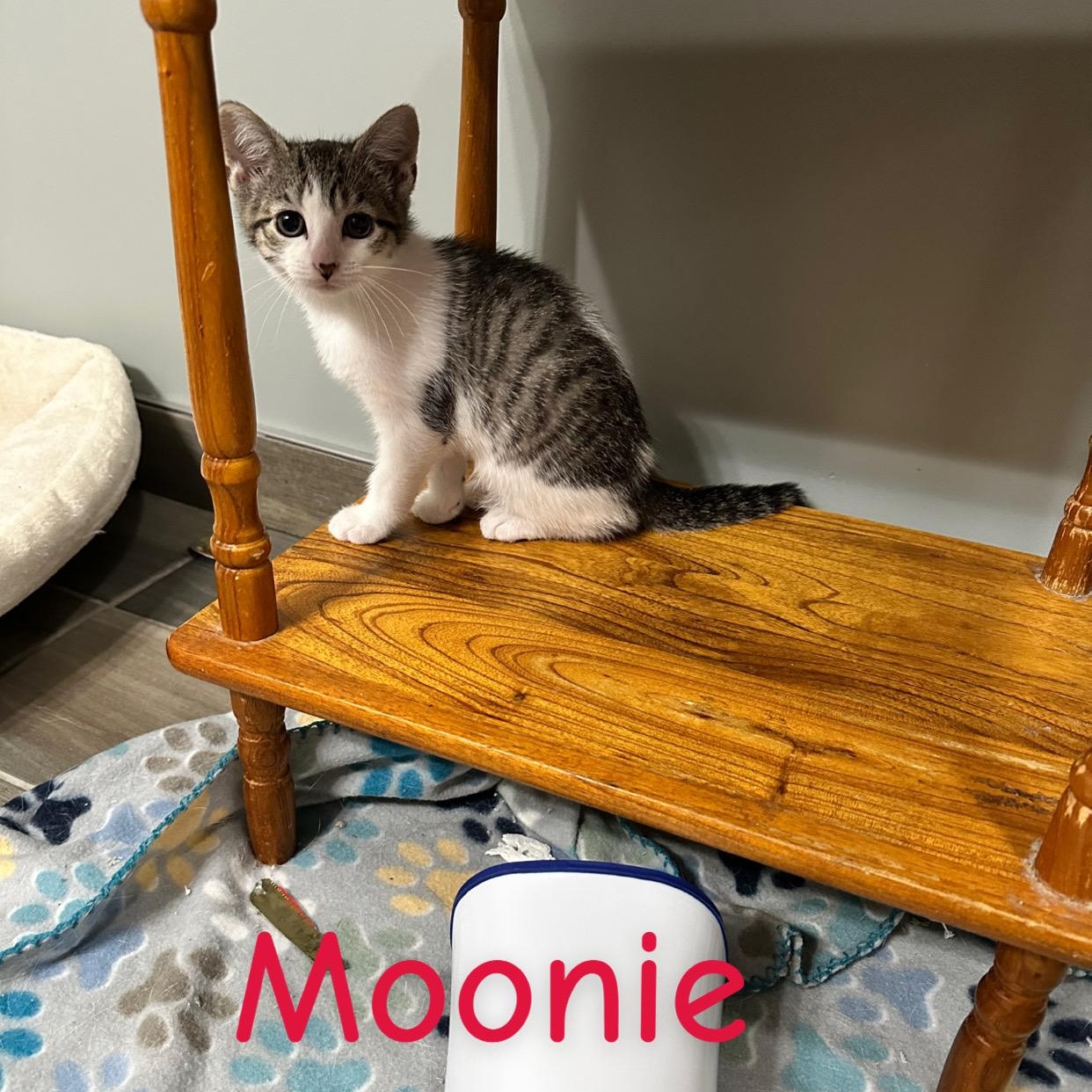 Hannah’s foster kittens