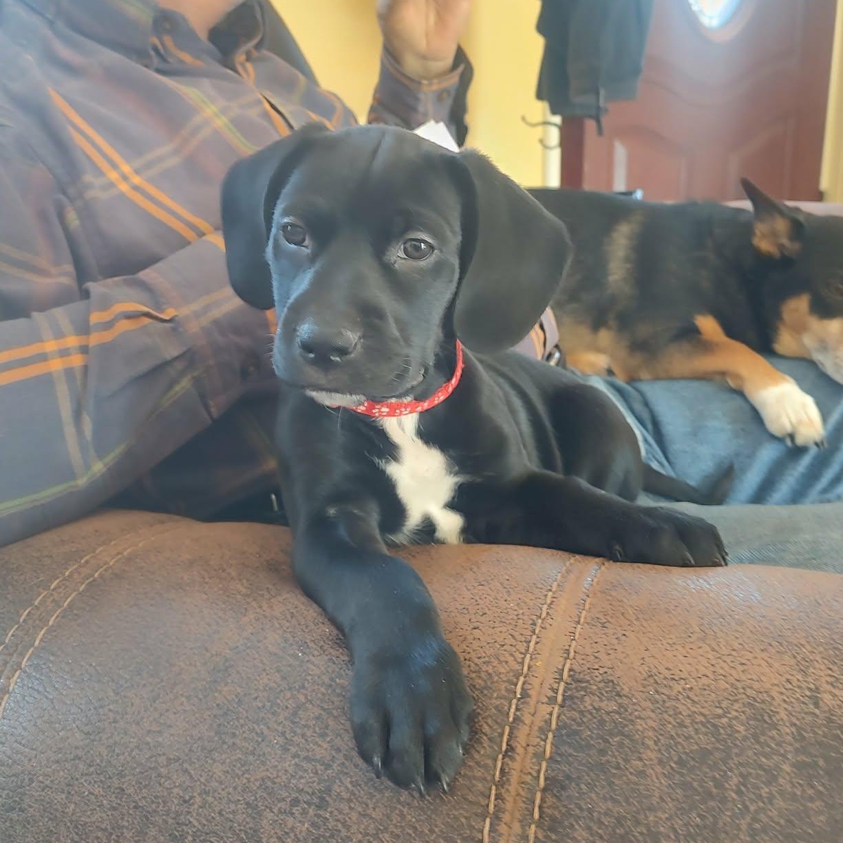 Brutus Buckeye, adopted, Puppy Male Pit Bull Terrier.