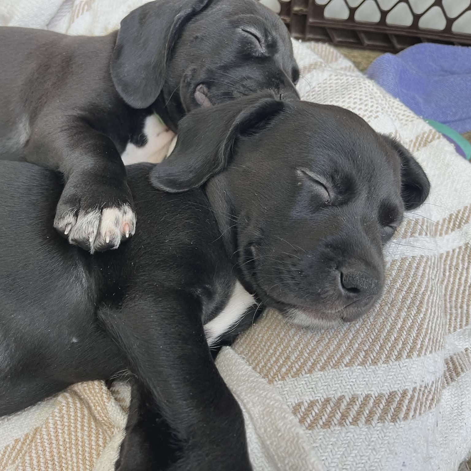 Enlarge Brutus Buckeye, an adopted mixed breed in Schenectady, NY image 4/5