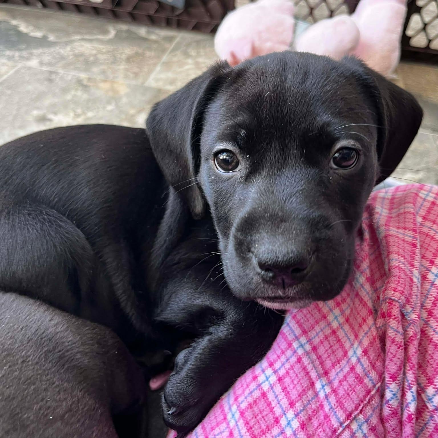 Enlarge Brutus Buckeye, an adopted mixed breed in Schenectady, NY image 2/5
