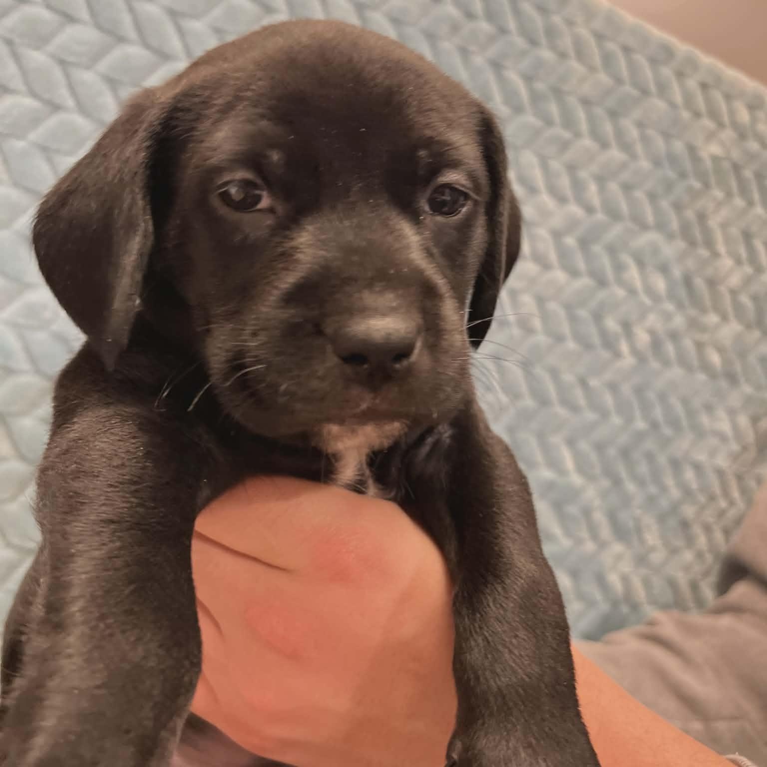 Enlarge Brutus Buckeye, a ADOPTABLE mixed breed in Schenectady, NY image 1/1