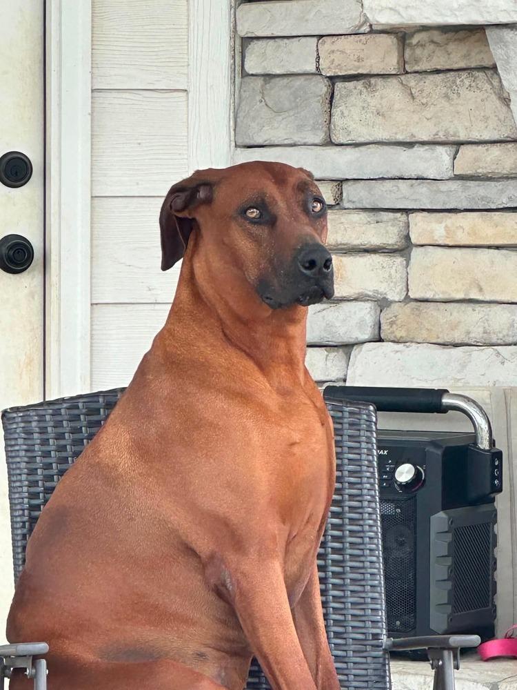 Enlarge Maple, a Adoptable Rhodesian Ridgeback in WARNER ROBINS, GA image 1/6