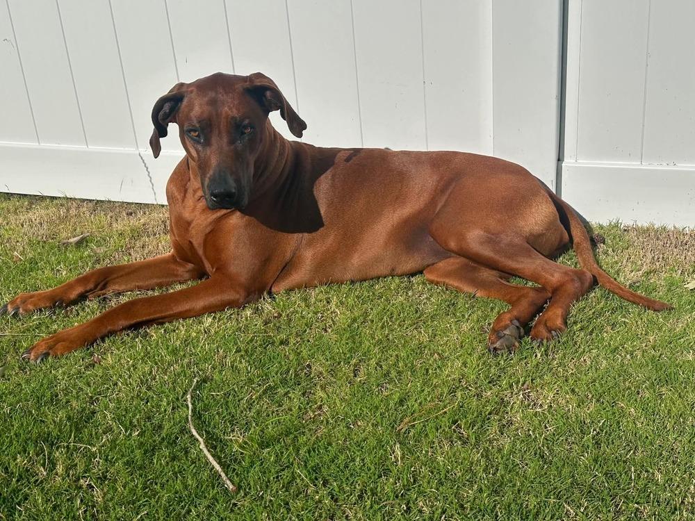 Enlarge Maple, a Adoptable Rhodesian Ridgeback in WARNER ROBINS, GA image 2/6
