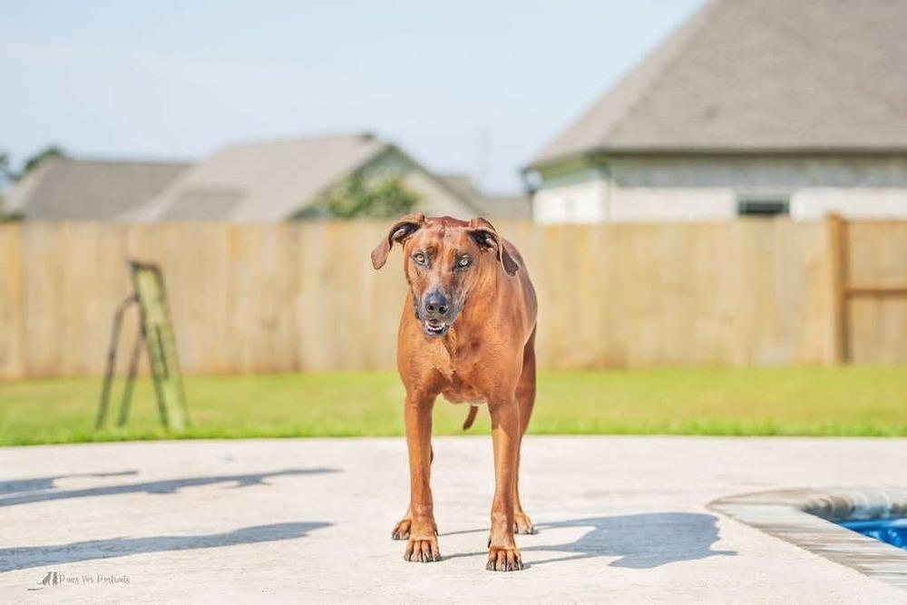 Enlarge Maple, a Adoptable Rhodesian Ridgeback in WARNER ROBINS, GA image 3/6