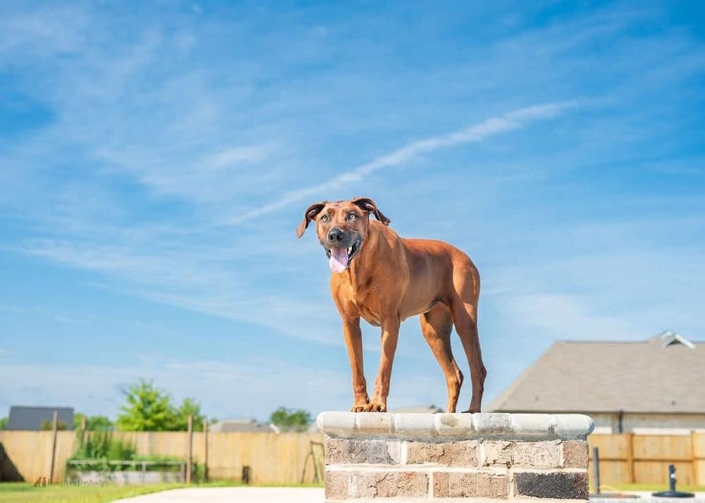 Enlarge Maple, a Adoptable Rhodesian Ridgeback in WARNER ROBINS, GA image 4/6