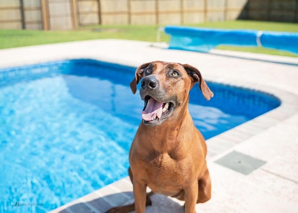 Enlarge Maple, a Adoptable Rhodesian Ridgeback in WARNER ROBINS, GA image 5/6