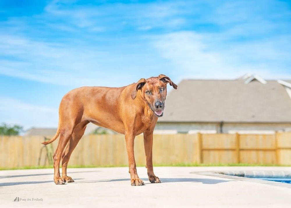 Enlarge Maple, a Adoptable Rhodesian Ridgeback in WARNER ROBINS, GA image 6/6