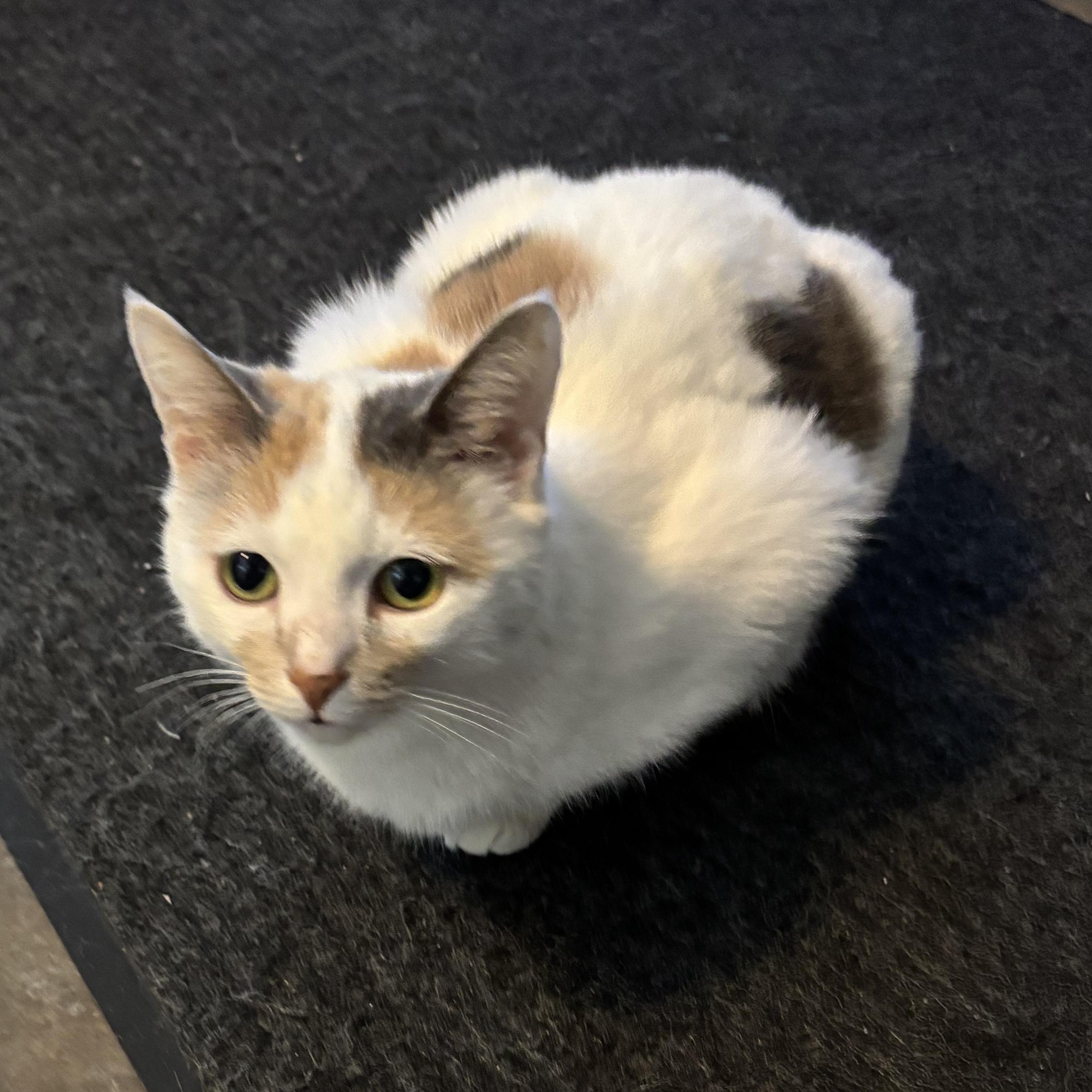 Enlarge MARILYN, a Adoptable Domestic Short Hair in Pittsburgh, PA image 4/6