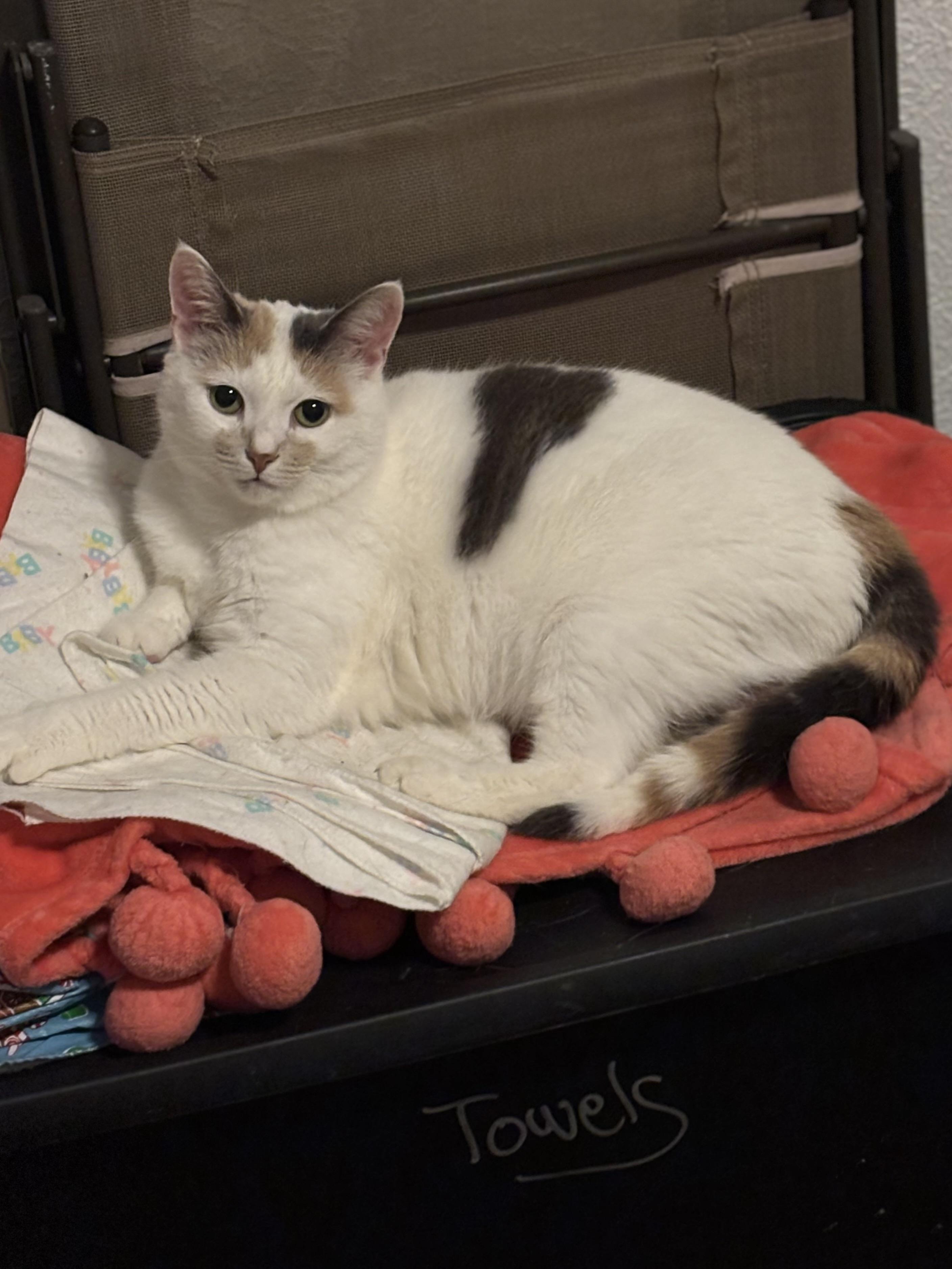 MARILYN, Adoptable, Adult Female Domestic Short Hair.