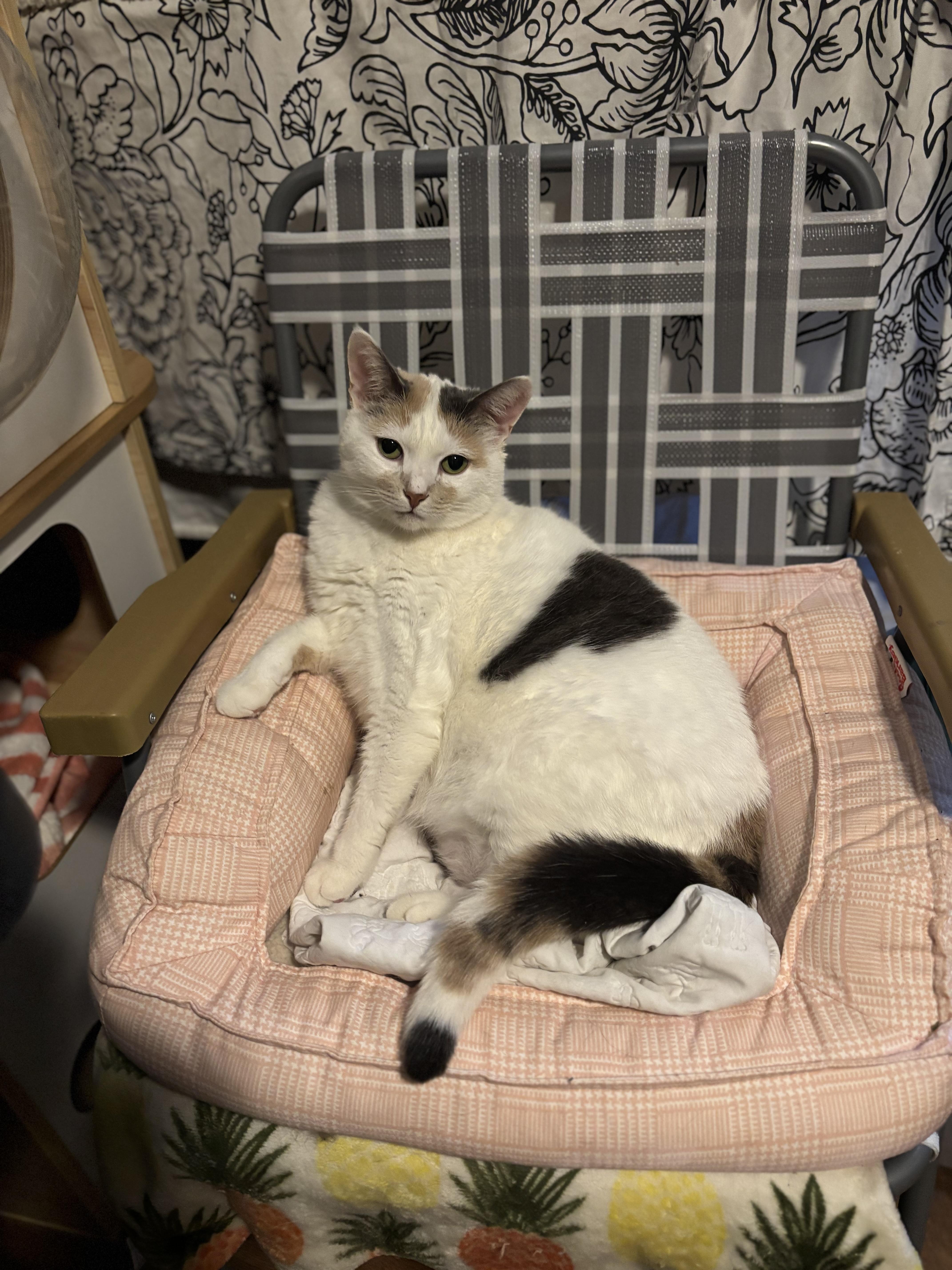 Enlarge MARILYN, a Adoptable Domestic Short Hair in Pittsburgh, PA image 2/6