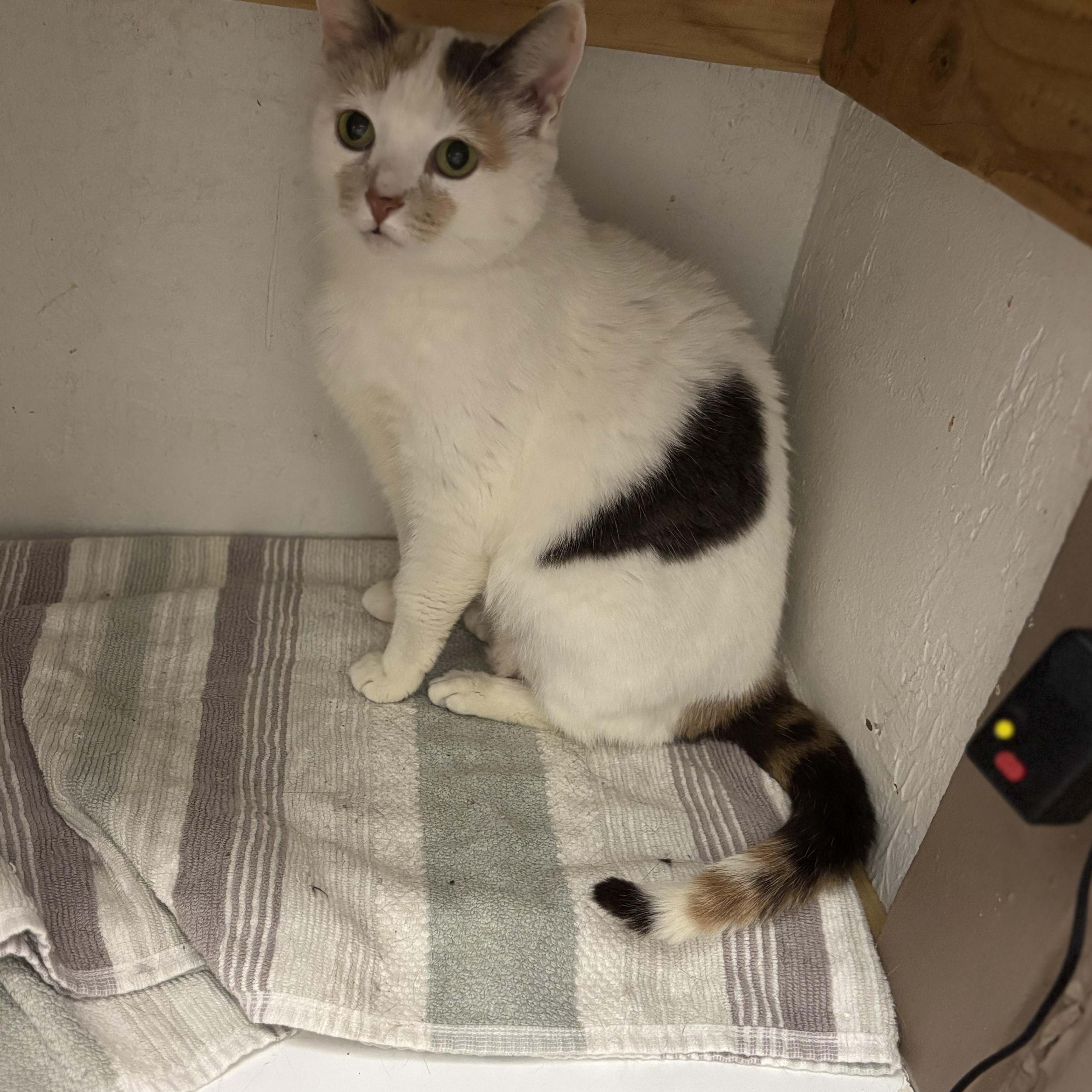 Enlarge MARILYN, a Adoptable Domestic Short Hair in Pittsburgh, PA image 6/6