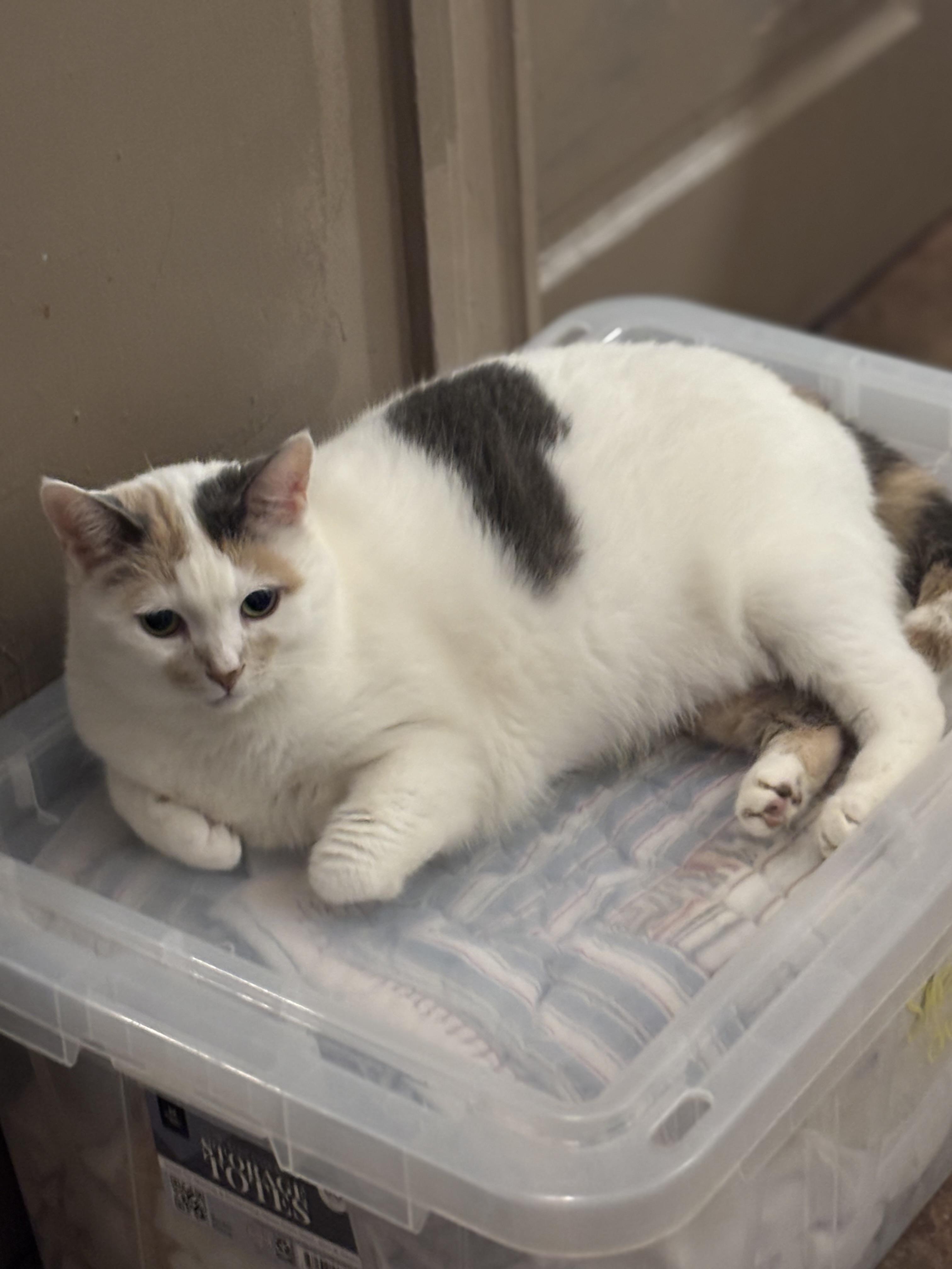 Enlarge MARILYN, a Adoptable Domestic Short Hair in Pittsburgh, PA image 3/6