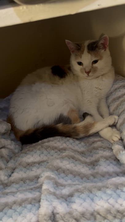 Enlarge MARILYN, a Adoptable Domestic Short Hair in Pittsburgh, PA video 5/6