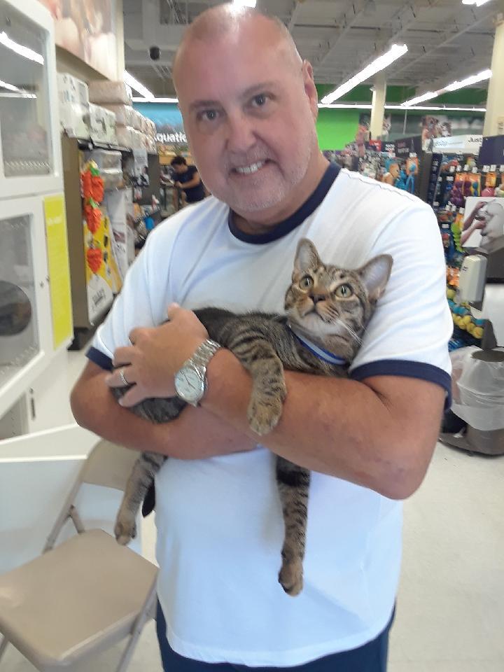 Enlarge Dawson, a Adopted Domestic Short Hair in Pompano Beach, FL image 1/1