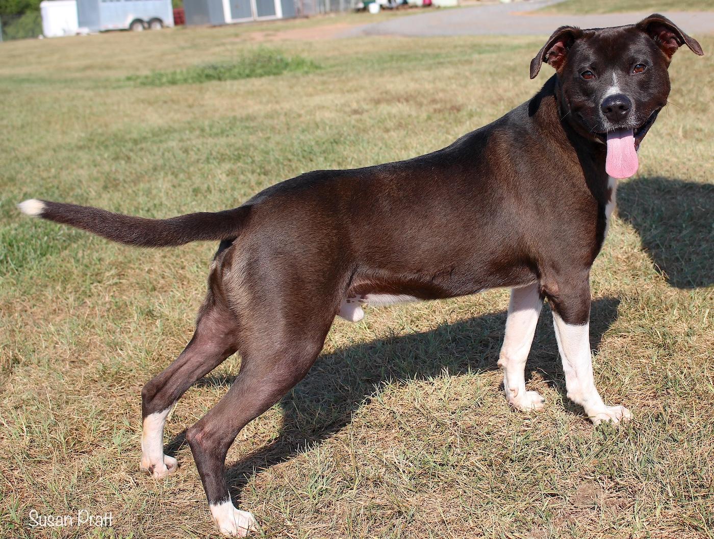 Enlarge Ramble, a ADOPTABLE mixed breed in Bedford, VA image 2/3