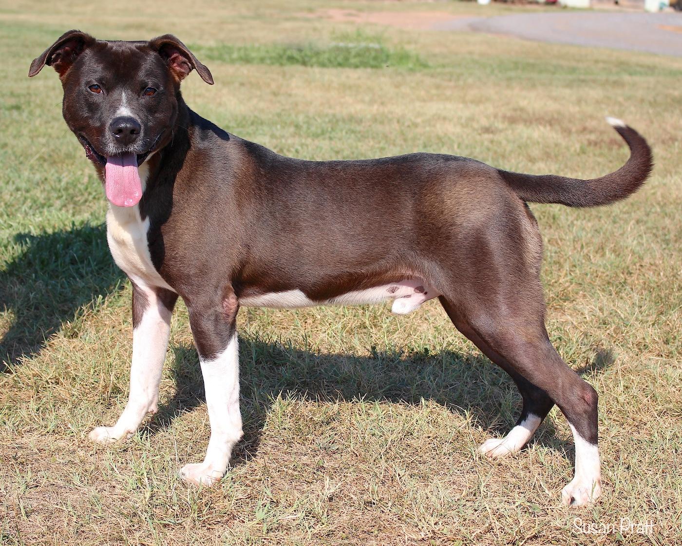Enlarge Ramble, a ADOPTABLE mixed breed in Bedford, VA image 3/3