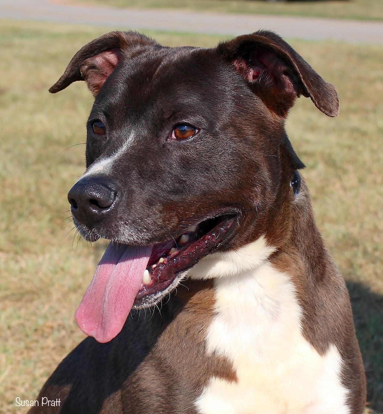 Ramble, ADOPTABLE, Adult Male Pit Bull Terrier.
